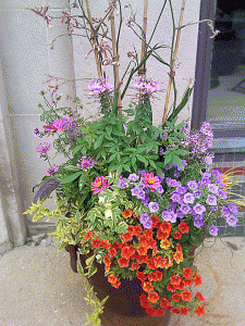 summer sun container | feastandflowers.com