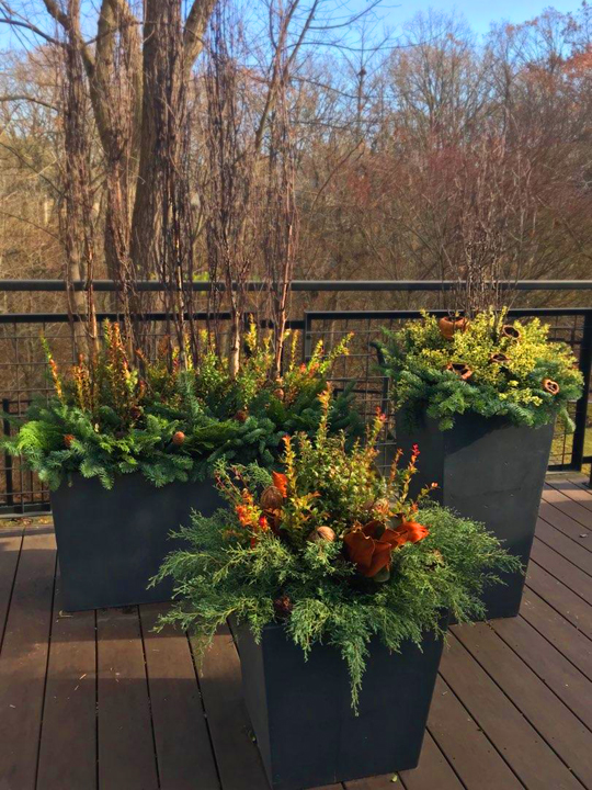 Winter Container Plantings, Holidays At Home